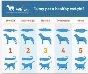 a chart of different types of animals